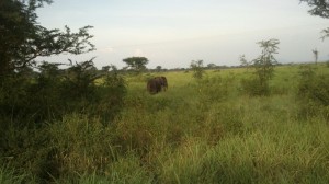 Im Queen Elizabeth Nationalpark