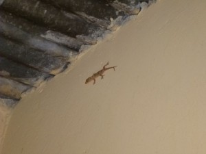 Ein Gecko oder sowas in der Küche. Die Schwerkraft wird überbewertet.