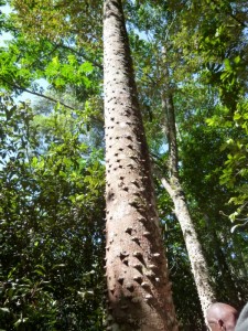 Dieser "Urwald" von Rukararwe ist noch keine 30 Jahre alt und gehört hier zum Aufforstungsprojekt als Demonstration. Dieser Baum schützt sich mit Stacheln vor heraufkletternden Affen.