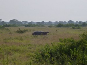 Ein Nilpferd im Queen Elizabeth NP