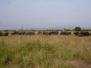 Büffelherde (im Queen Elizabeth NP)