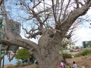Ein Baobab-Baum (auch als afrikanischer Affenbrotbaum bezeichnet). Dieser hier soll ca. 600 Jahre alt sein und stand also schon an dieser Stelle, als Vasco da Gama als erster Europäer nach Ostafrika kam.