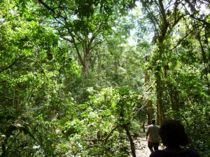 Kalinzu Forest Reserve