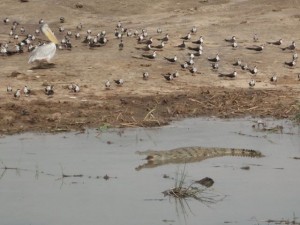 Krokodil (Queen Elizabeth NP)