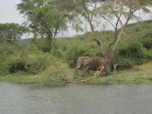 Elefant im Queen Elizabeth NP